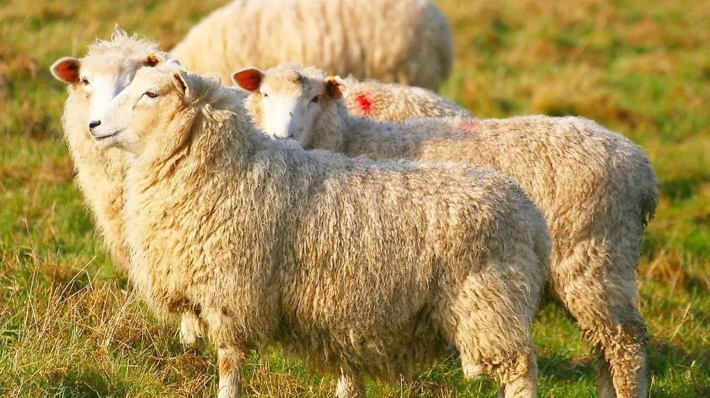 澳洲营养品保健品曝光,澳洲保健品必买的20样