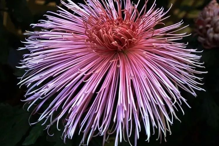 花中四君子菊花,花中四君子菊花的简介