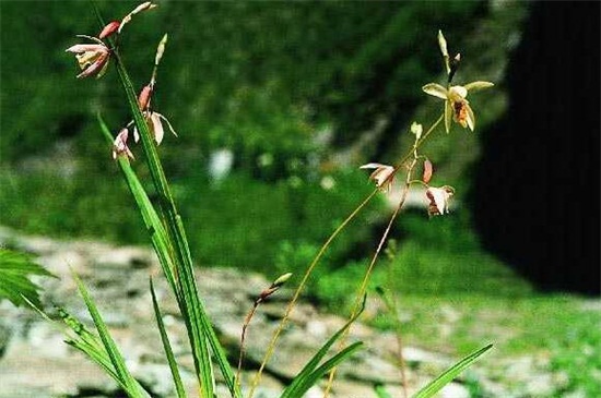 白芨出售时怎样分类,这段时间收购的白芨有哪些