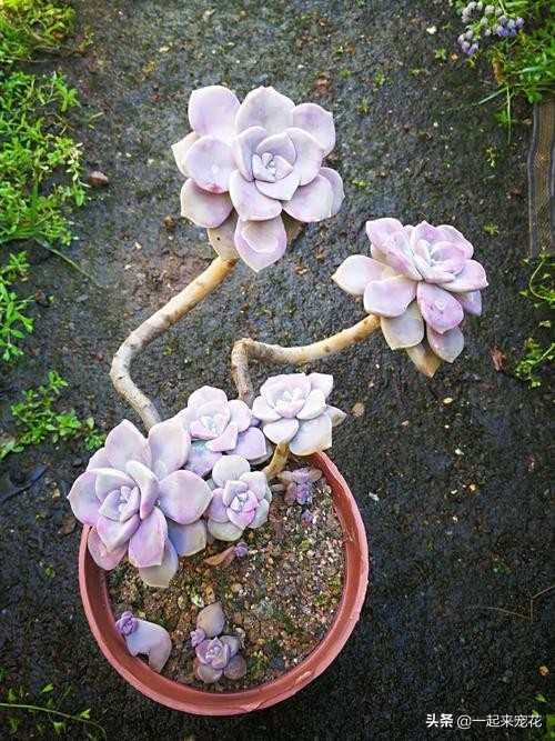 紫乐把叶子全部摘掉会爆头吗,紫乐砍头枝干还会爆头吗