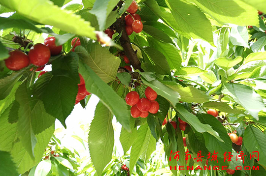 内乡红色教育基地有哪些,内乡县发展绿色经济实现生态富民