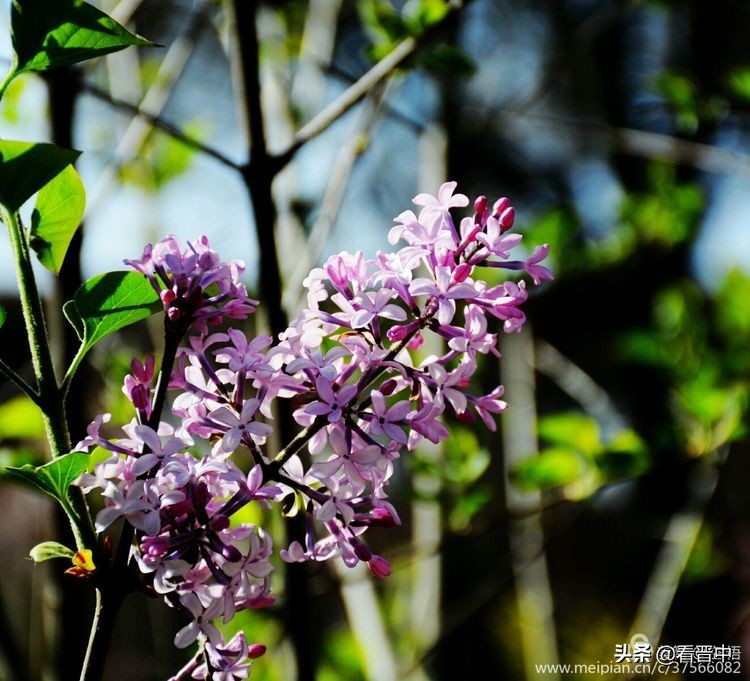 山西农大美丽的校园,山西农大校园风光