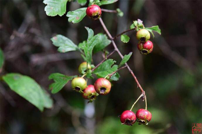 野山楂药用功效,中药材野山姜