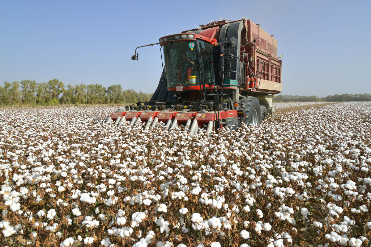 新棉花和老棉花的区别,旧棉花与新棉花区别
