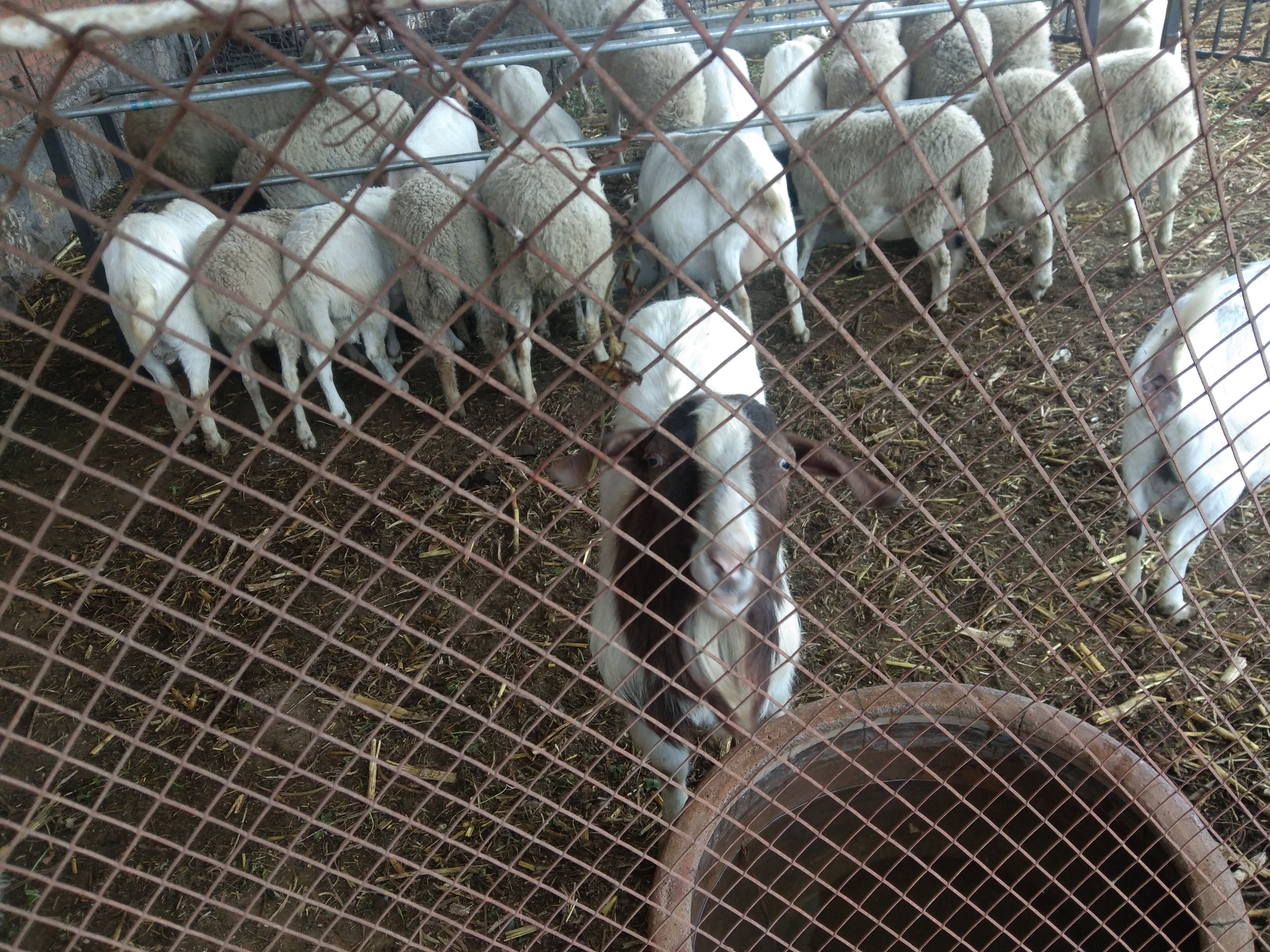 养羊常用的饲料添加剂,羊饲料中添加哪些药