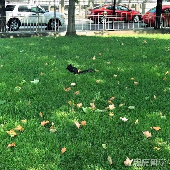 出国留学学到啥了,出国学到很多东西