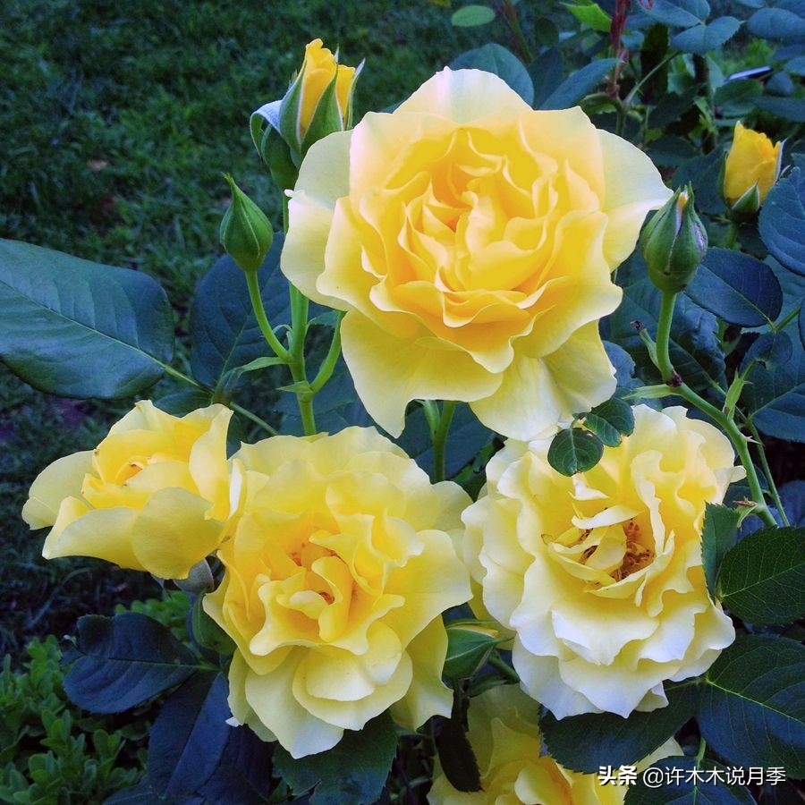 月季常见叶子问题,月季都有什么病怎么治