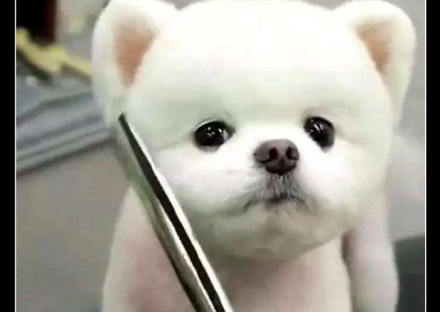 泰迪狗狗剪毛不听话怎么办,狗狗剪毛视频教程全套