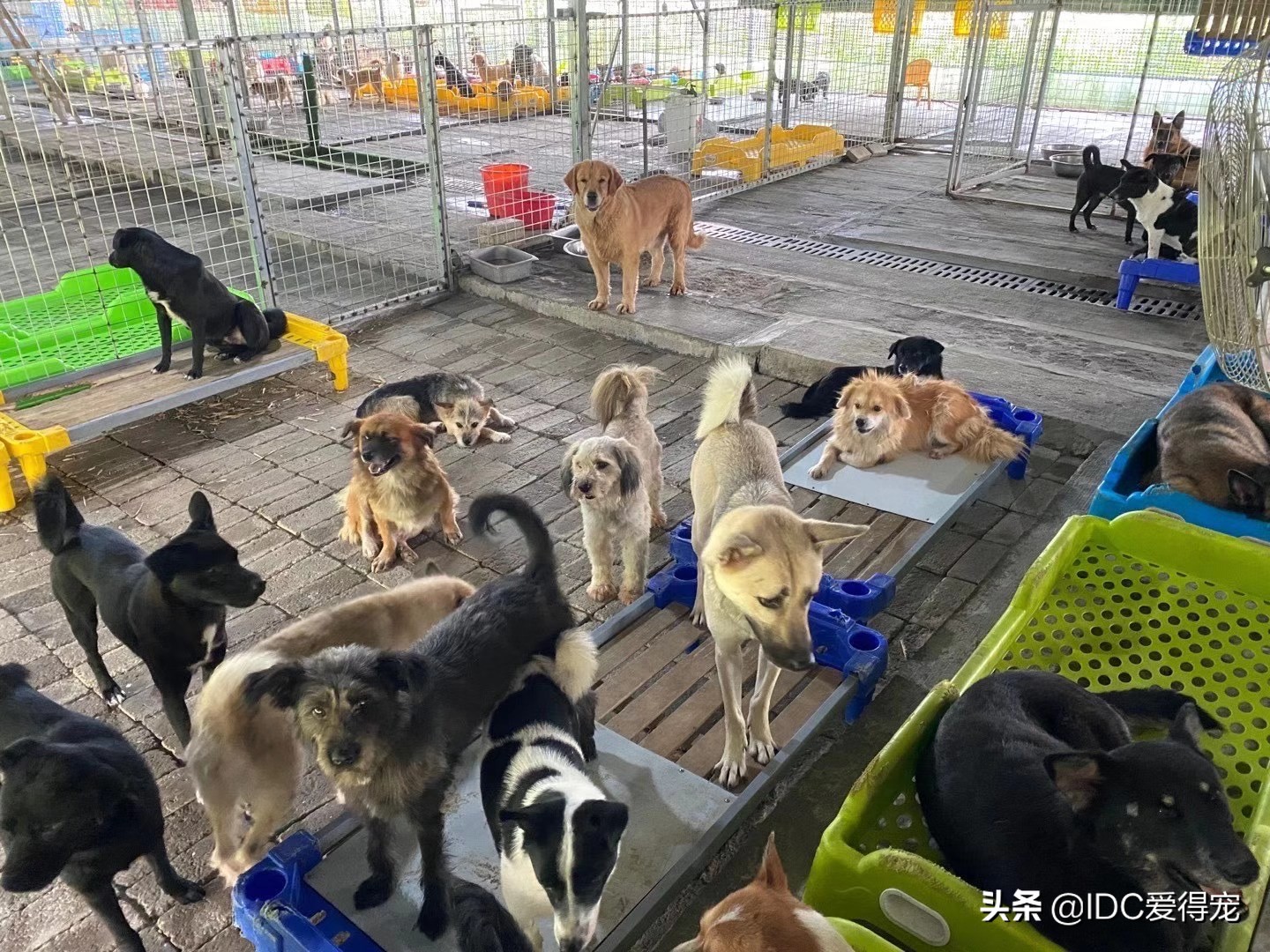 美团外卖员送到缅甸救人,美团外卖骑手救宠物