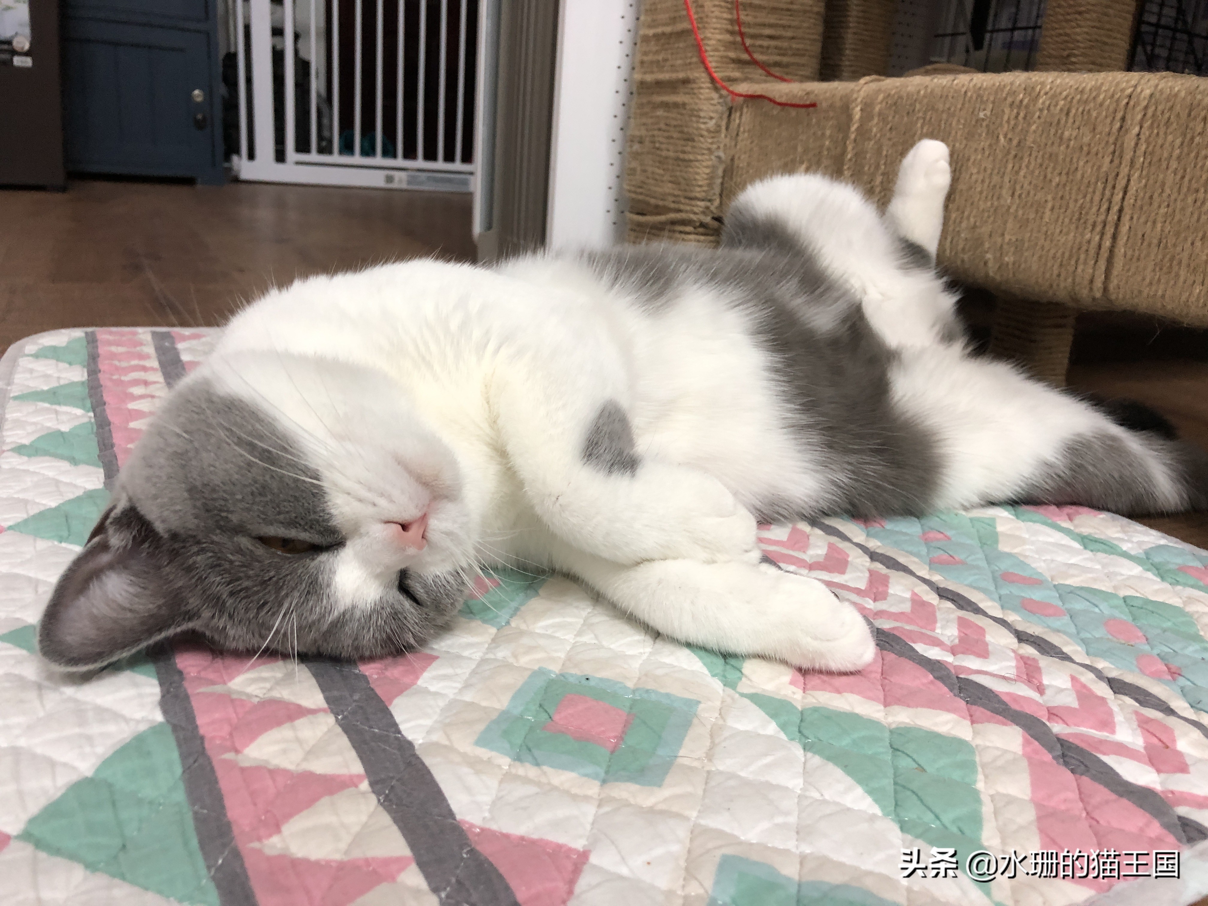 猫咪误吞骨头怎么治疗,猫咪误食异物怎么办小妙招