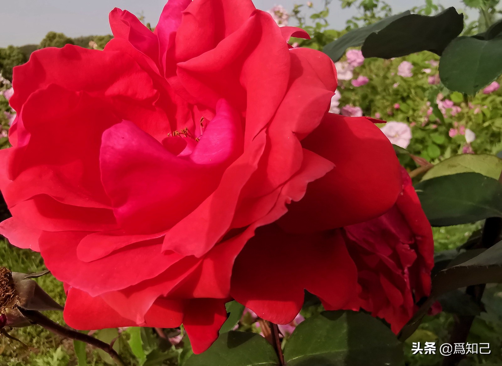 湖边矮花海怎么拍照好看,草原花海拍照怎么拍出高级感