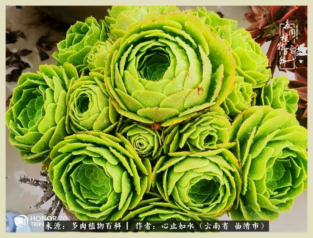 感谢陪伴感恩所有的遇见,让每个人都能感受到多肉的美好