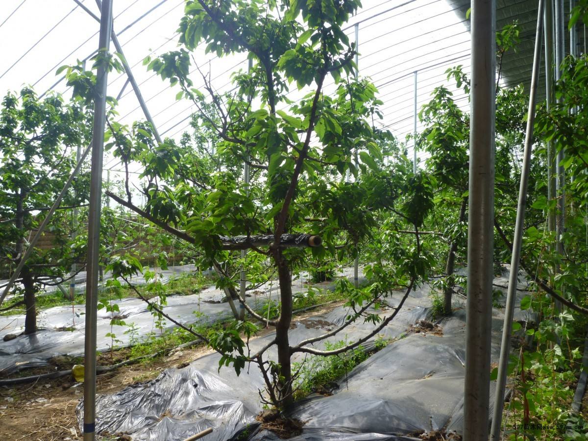 大连大棚樱桃全套管理技术,大棚樱桃树的种植与管理