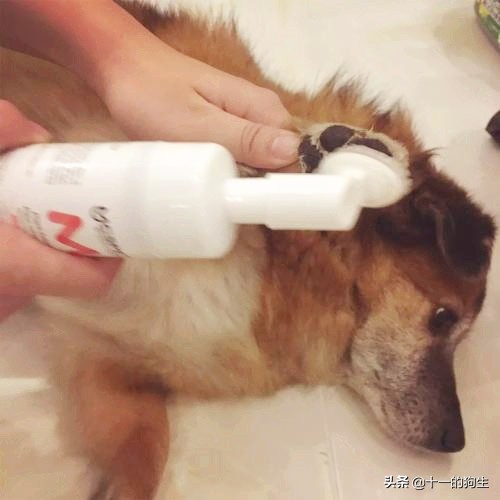 狗的爪子代表什么,关于狗爪的10个小知识