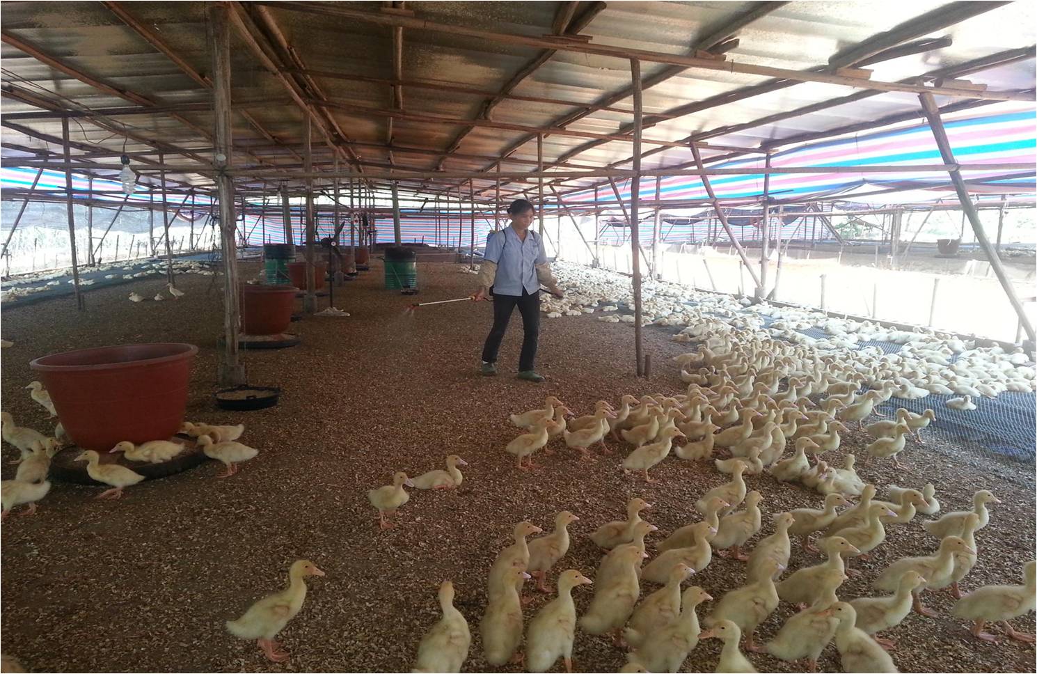 广西南宁：肉鸭旱养发展势头强劲