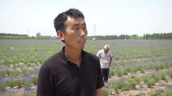 普罗旺斯古城花海,普罗旺斯滑县