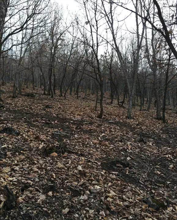 花肥自制有机肥,养花自制花肥