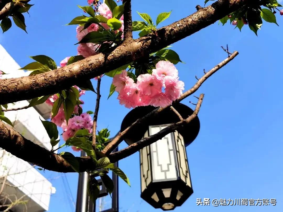 家长对学校家园合作评价,学生对绵阳南山中学评价