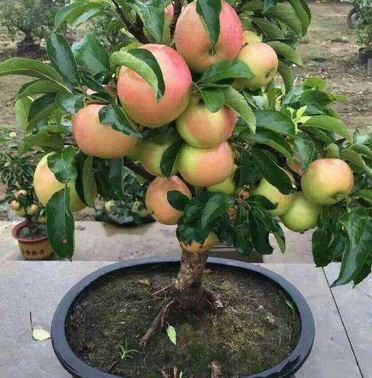 哪些阳台盆栽观花观叶也观果,观果盆栽有哪些品种