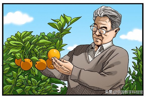 褚橙是什么品种的橙子,褚橙和褚橙橙汁是一个东西吗