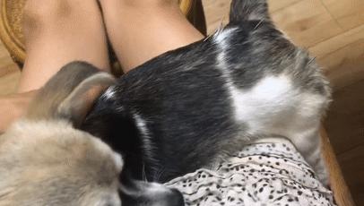 除夕,身上恶臭的萨摩耶在家门口流浪:为什么要抛弃我?