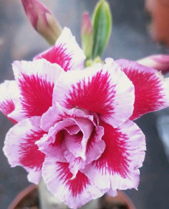 84个沙漠玫瑰品种，收起来慢慢看，待到来年春天选几种喜欢的养