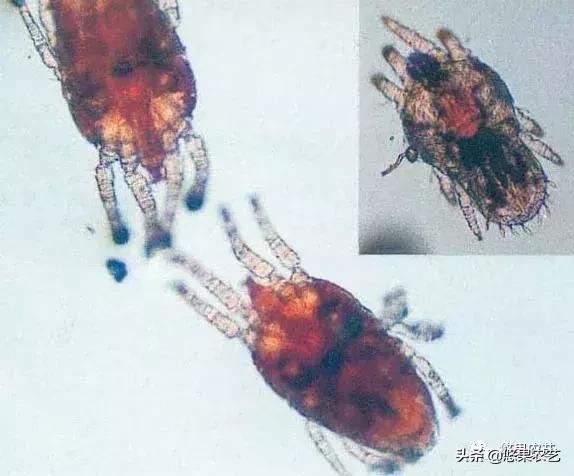 葡萄果穗发黑干枯怎么回事,葡萄穗发黑怎么处理