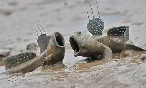 醴陵市海鲜收藏排行榜,海鲜礼盒收藏价格表图