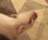 美宝莲限定口红,美宝莲新年口红