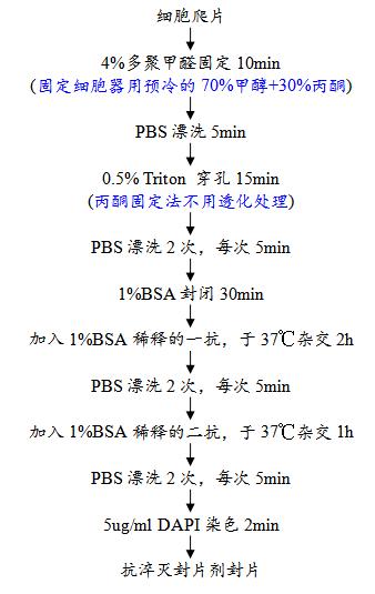 活细胞免疫荧光技术实验步骤,细胞免疫荧光如何做统计分析