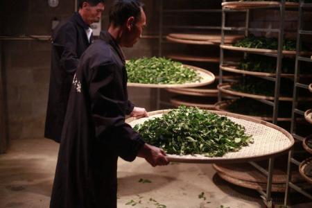 茶的认识与使用方法,正确的茶知识大全