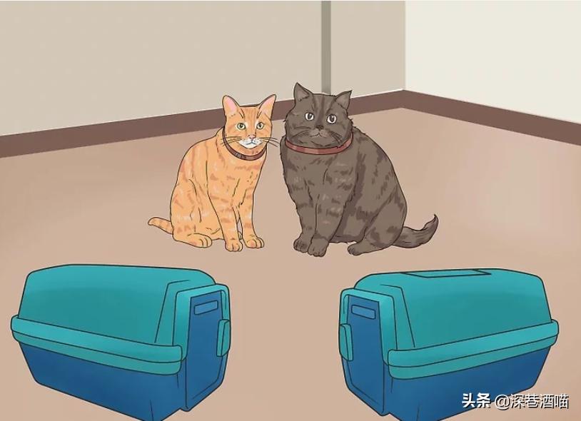 猫咪原住民和新猫如何快速相处,原宿猫如何接收新猫