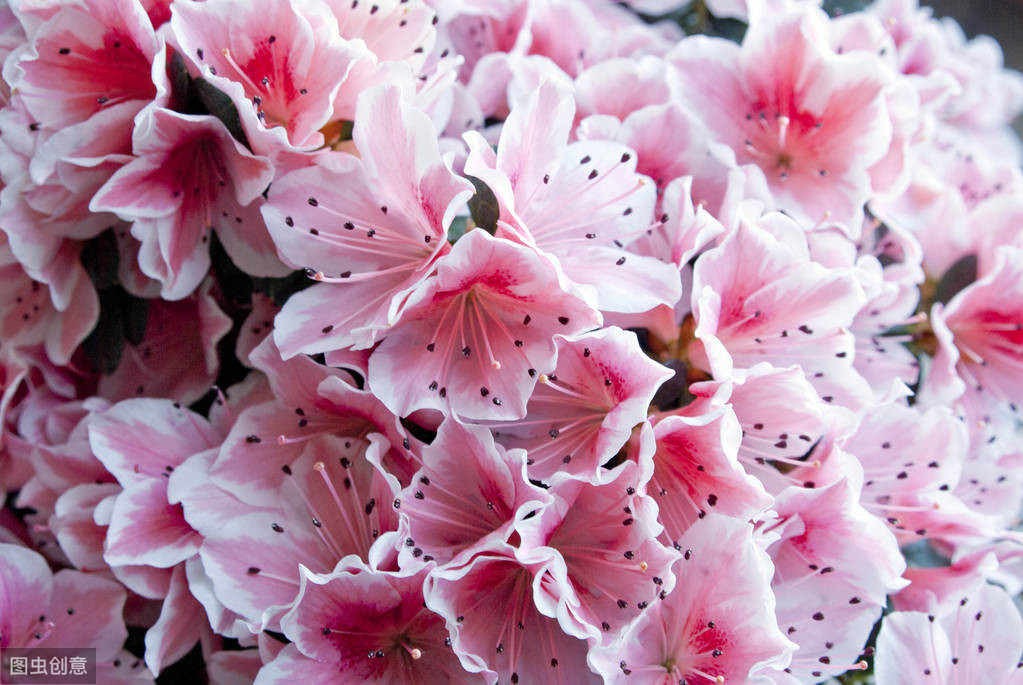 牡丹真国色倾国倾城,中国的国花牡丹特点