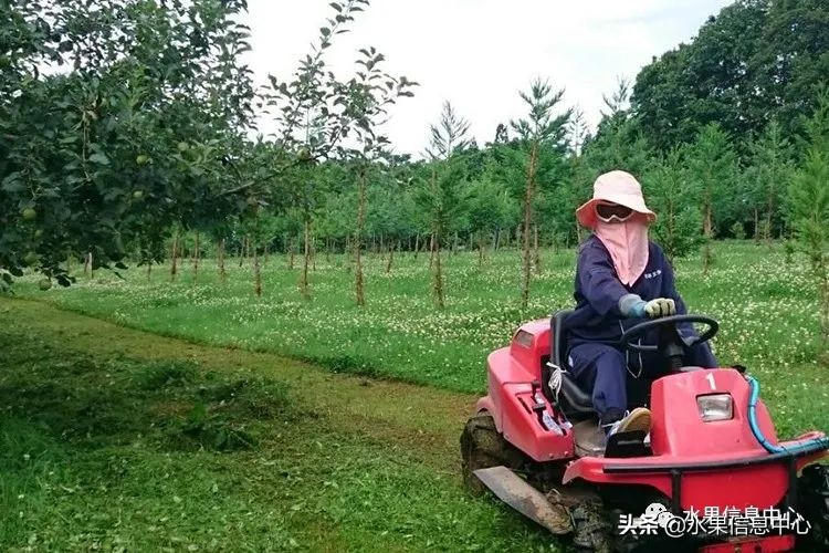 为什么日本苹果质量比中国的好,日本青森苹果种植