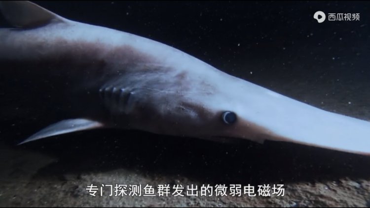 豆瓣9.3分纪录片美国,豆瓣9.8分的纪录片有哪些