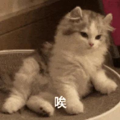 体育考研哪个报考人数少,2024体育考研分数排位