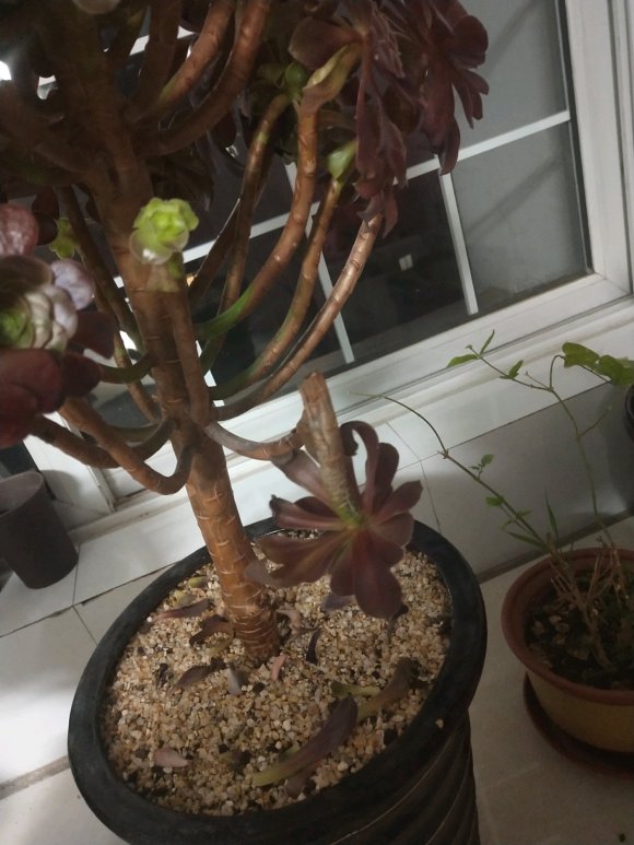 多肉掉瓣小技巧,多肉掉叶子症状及解决方法