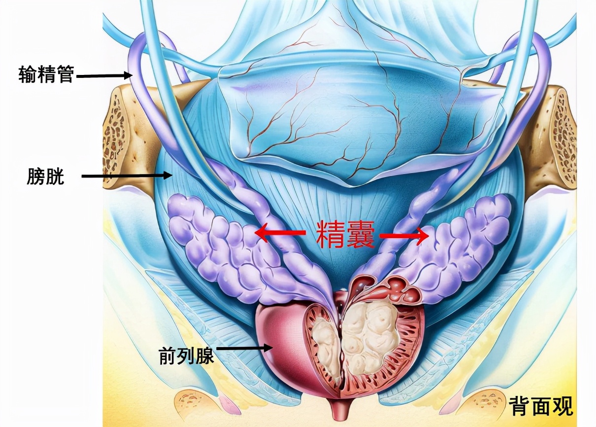 精子带血严重吗,精子带血严重么