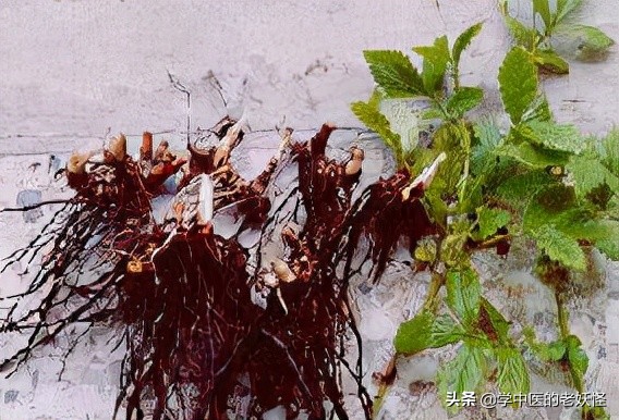 每天学习一味中药竹叶,鹤草芽功效与主治