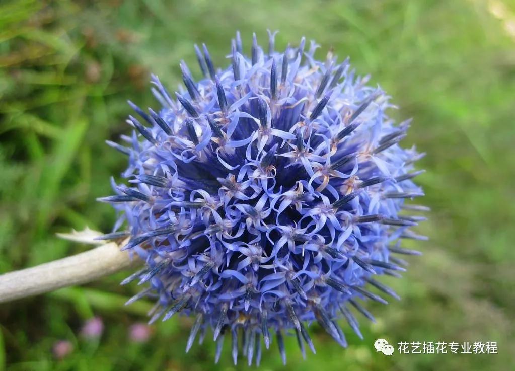 20种常见的菊科植物有哪些,哪些菊科植物好养