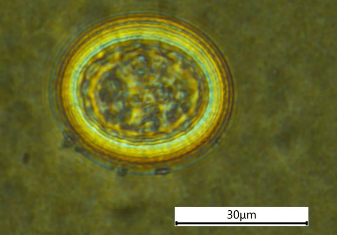 狗狗没食欲、日渐消瘦?猫咪没精神?是什么原因导致的?