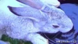 兔兔几天不喝水会有事吗,为什么兔兔不能喝水