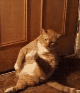 猫圈一定是魔咒吗,猫圈玄学黑猫