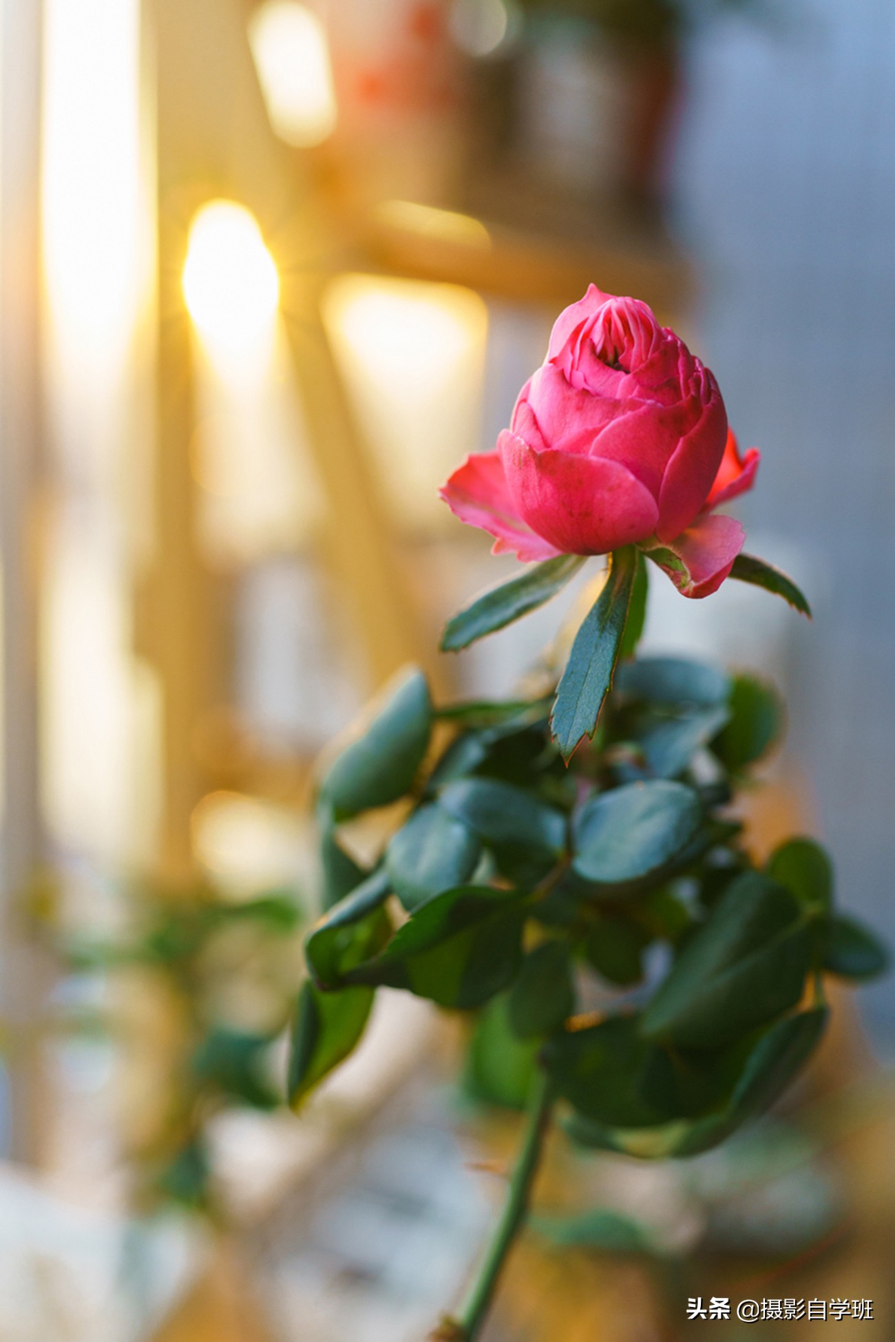 摄影拍出抽象风格照片5个诀窍,照片怎么加虚化