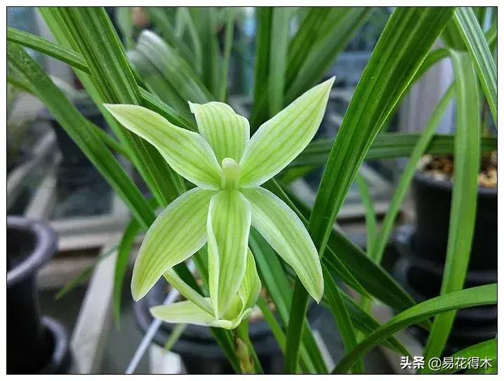 兰花春兰四大名品,兰花十大名品是哪些