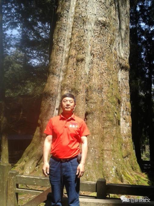 日本侵略台湾时，几乎把桧木一伐而光，这36棵神木为何能留存下来