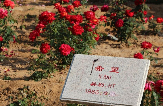 月季花简称,月季花的种类及英文名称