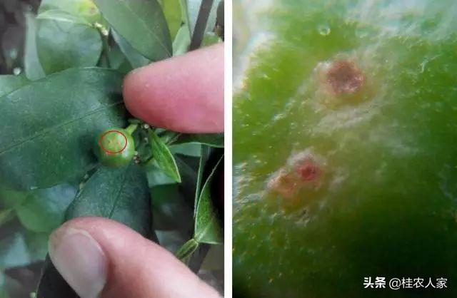 这个是柑橘疮痂病，在温暖湿润条件下最容易发病