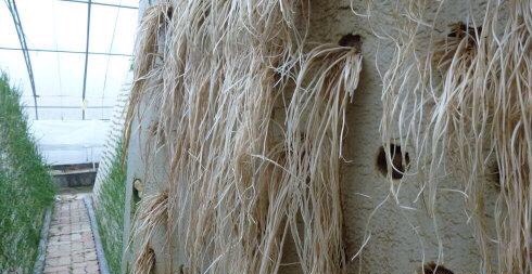 家庭种植蔬菜无土栽培韭菜,家里种植韭菜的步骤和方法