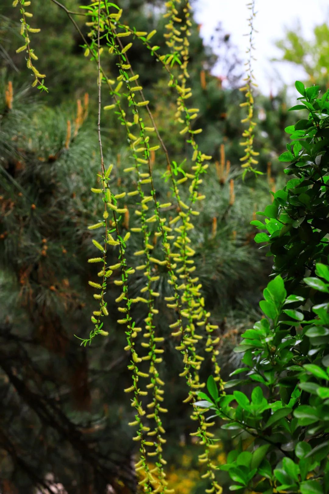 90年前的保定府西关柳色，村童垂钓少女浣纱，俨然有板渚隋堤风味